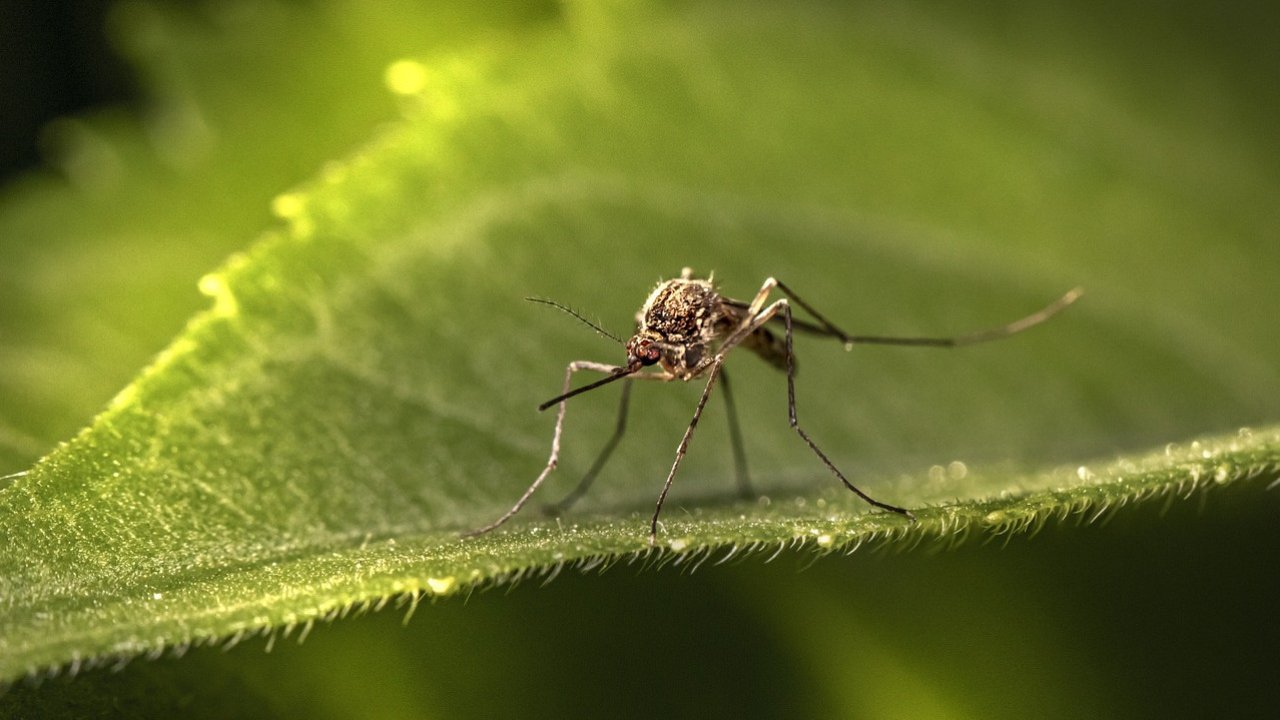 Kamar Insect Китай създаде шпионски дрон с размерите на комар - Investor.bg