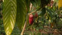 Какаото поскъпна с близо 20% за два дни