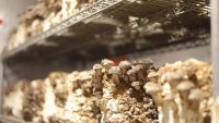 Biomyc стартира производство в България на гъбен мицел - иновация в опаковките и транспортирането