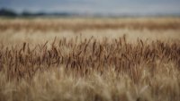 &bdquo;Зърнени храни България&ldquo; отчита 46% ръст на печалбата към края на юни