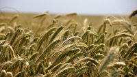 Явор Гечев: В България няма произведен хляб от украинска пшеница