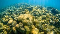Добивът на минерали от дъното на океаните - новото Елдорадо 