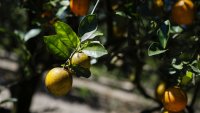 Криза с портокаловия сок води до търсенето на алтернативни плодове