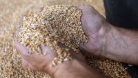 Защо Китай отменя доставките на пшеница от САЩ?