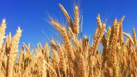 Метеорологичните условия диктуваха световните цени на зърнените култури миналата седмица