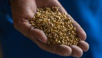 Източна Европа се оплаква от евтиното зърно от Украйна, заляло пазара