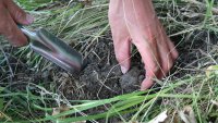 Брането на неузрели гъби – главният проблем в бранша на ловците на трюфели