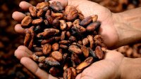Ръстът на цената на какаото в ЕС се забавя