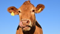 Дания се готви да въведе въглероден данък за животновъдите