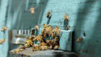 Близо 30% от пчеларите в България са се отказали от професията си