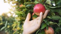 Доверието към продуктите на българските фермери се засилва