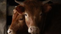 Нова ваксина ще намалява емисиите на метан от селскостопанските животни