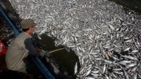 Русия отказа преговори с Япония за риболова около Курилските острови