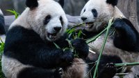 Панда дипломация: Китай изпраща гигантски панди в САЩ за пръв път от две десетилетия