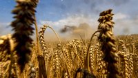 Пшеницата достигна ценови връх за този месец заради прекъсвания в доставките от Черно море