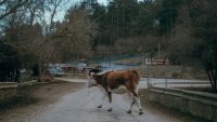 Фонд &bdquo;Земеделие&ldquo; дава извънредно 42,6 млн. евро за земеделци и животновъди