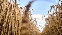 "Перфектната буря" надвисва над пазара на храни тази зима