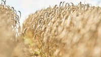 Латвия планира мито от 300% върху зърното от Русия и Беларус