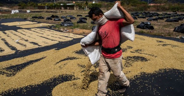 Любителите на кафе се готвят за по-високи цени след спад