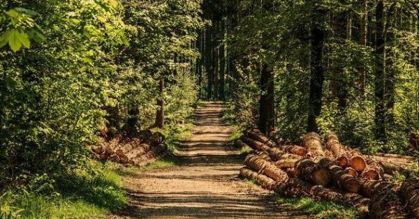 Новите мерки на Европейския съюз против обезлесяването е много важна