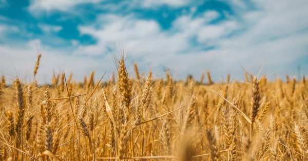 Стотици хиляди тона пшеница запазени за доставка за Африка и