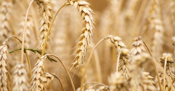 Котировките за пшеница в САЩ загубиха 11 долара и паднаха до 330