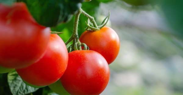 Оранжерийните домати тази седмица поевтиняват с 13,4 на сто до