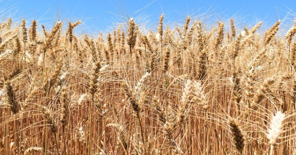Добивите на пшеница и други земеделски култури тази година са