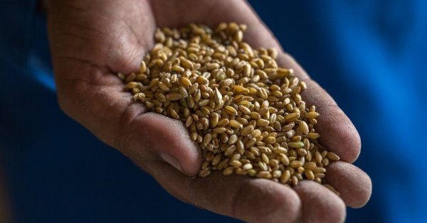 Кризата с торовете засягаща добива на зърно в Източна Европа