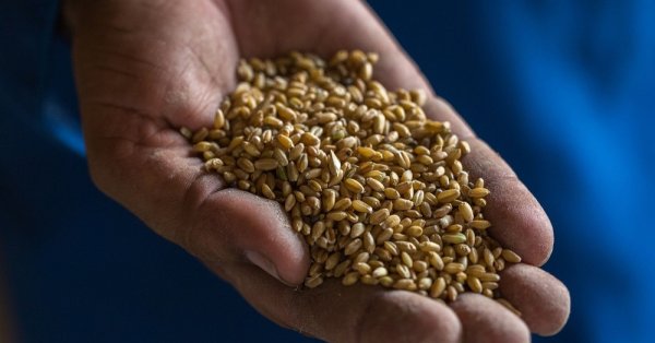 Най съществено поскъпват зърнените култури с 63 и техническите култури с