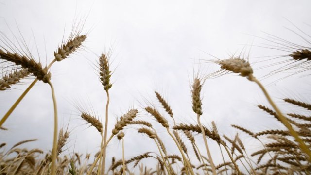 Трендът при царевицата е по разнопосочен – в САЩ понижението спря и цената
