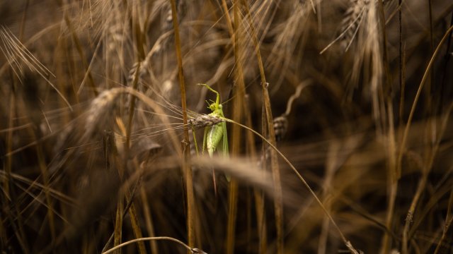 Пшеницата е имала по ясна еволюция използването ù като източник на препитание