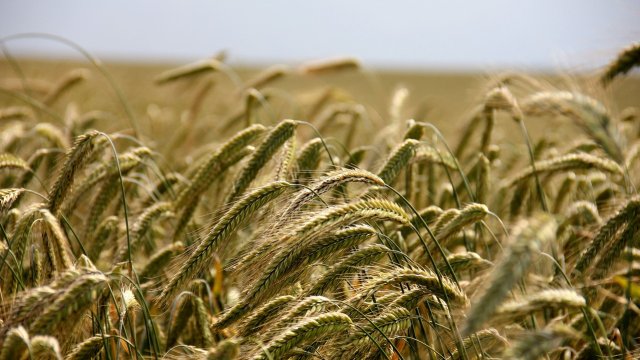 Syngenta която започна да работи върху хибридна пшеница през 2010