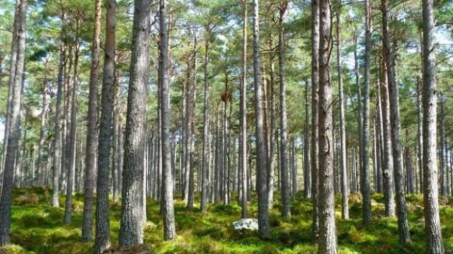 С промените в Закона за горите се разрешава сеч без