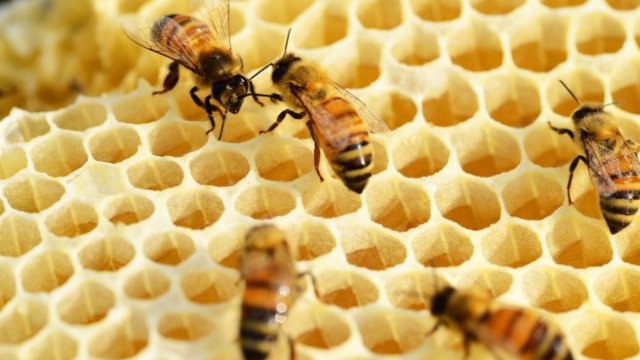 Българска компания разработва технологията за пчела робот, която чрез танц