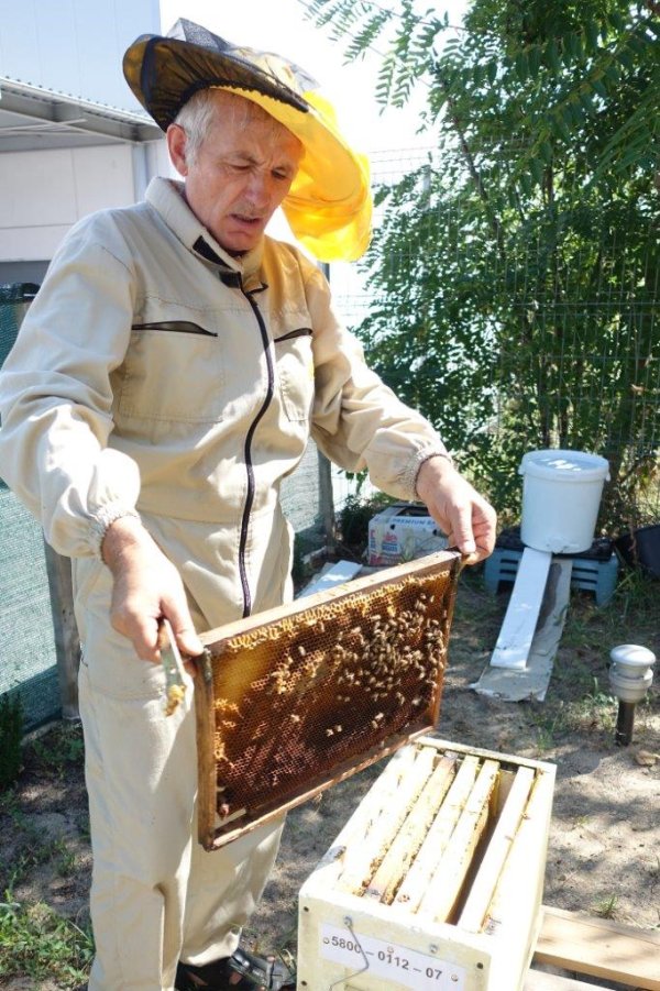 
	Денимир Минев (61) изглежда твърде енергичен за годините си. Той поддържа перфектния баланс между хоби и бизнес едновременно с грижите за своите 45 пчелни семейства (в с. Тученица, Плевенско) и представителството на полската фирма Lyson, чиито кошери са включени експериментално в проекта. Понастоящем неговото предизвикателство са съседите пчелояди, които гнездят непосредствено до кошерите при магазина на HomeMax.
