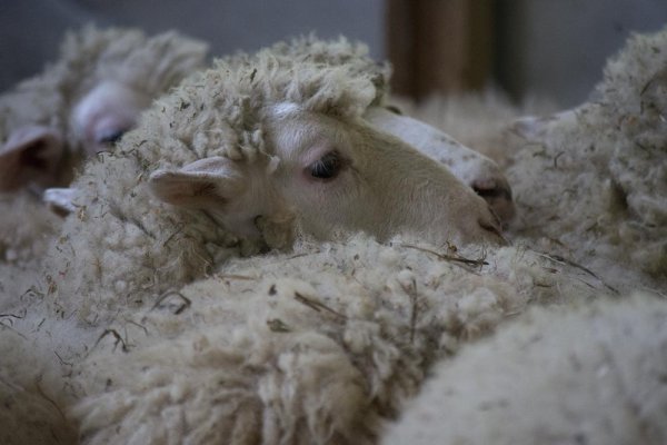 
	Фермата на Александър Петров с овце от породата Старопланински цигай. Снимка: Надежда Бочева
